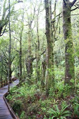 Vertical shot of a forest walkway between the trees