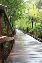 Vertical shot of an empty boardwalk in the green forest. Milford Sound, New Zealand.
