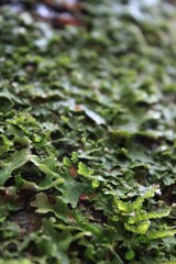 Closeup shot of Lobaria pulmonaria.