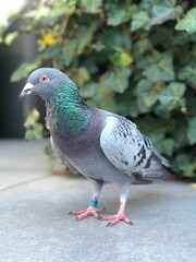 Vertical closeup of a Feral pigeons (Columba livia domestica) against blurred background