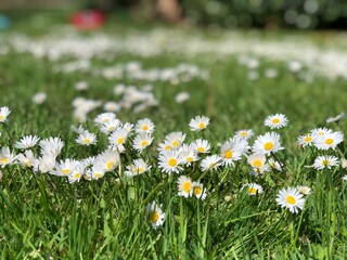 Fototapeta premium Closeup of tiny daisies (Bellis perennis) in a park against blurred background