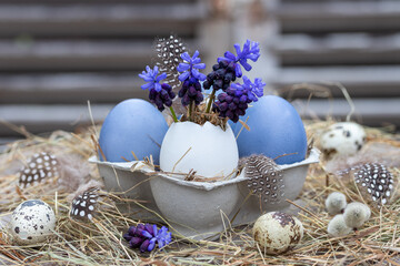 Osterdekoration mit Traubenhyazinthen im Ei und blau gefärbten Eiern