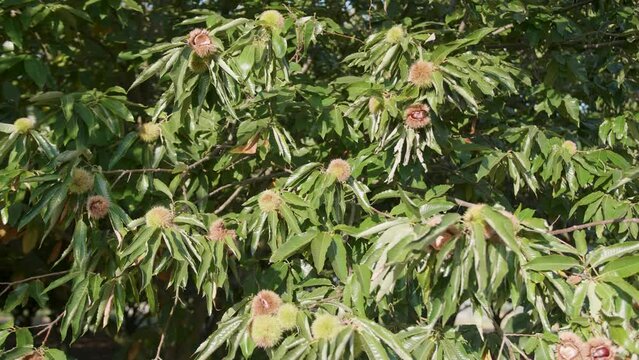 Branches Of chestnut trees with chestnuts ready for harvesting