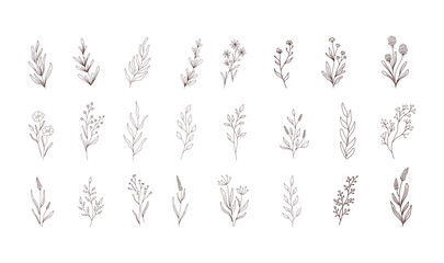 Set of vector vintage floral elements.Hand drawn cute line art . Elements flowers, branches, swashes and flourishes	
