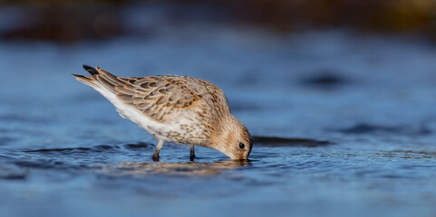 Dunlin - young bird at a seashore on the autumn migration way