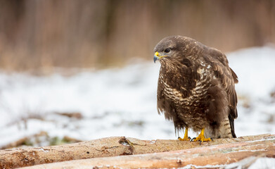 Common Buzzard in early spring at a wet forest