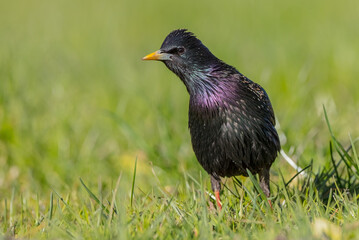 Common Starling - adult bird in spring