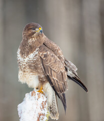 Common Buzzard in early spring at a wet forest