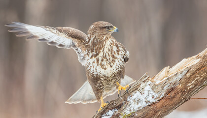 Common Buzzard in early spring at a wet forest