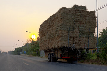 Rear view of many bales of rice straw piled on top of each other and tied with ropes.