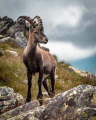 Vertical shot of an Alpine ibex with beautiful antlers walking in rocky mountains on a cloudy day