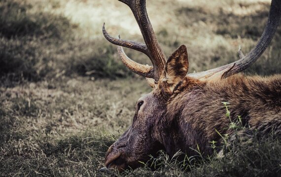 Wildlife Photography at the Zoo