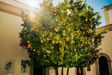 Fototapeta na wymiar Beautiful tangerine tree on a sunny day