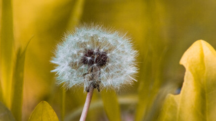 dandelion in the grass