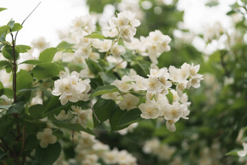 Jasmine flowers blossom closeup photo