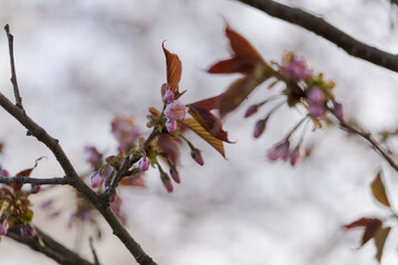 First flowers of blossoming sakura with warm light