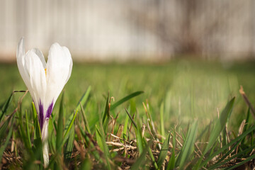 The little flower is trying to grow. Spring. flower on the grass
