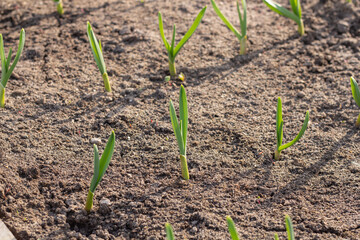 Greenhouse, vegetable garden, planted plants. small plants in the garden