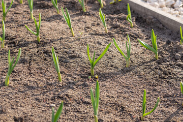 Greenhouse, vegetable garden, planted plants. small plants in the garden