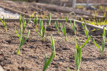 Greenhouse, vegetable garden, planted plants. small plants in the garden