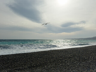 Seagull flying over pebble beach of Nice, France with azure waves of mediterranean sea