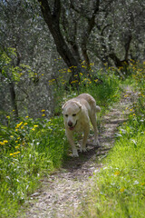 Obraz premium An elderly 13 years old Labrador Retriever walking the wooded area