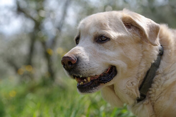 Yellow Labrador male 13 years old
