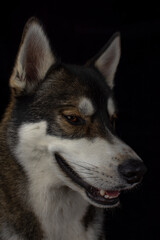 Kiba the Husky
