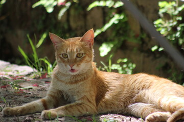 The cat is relaxing on a tree 