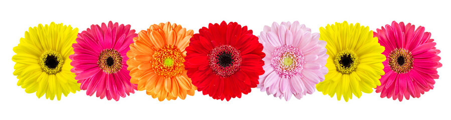 Colorful Gerbera flowers isolated on white  background