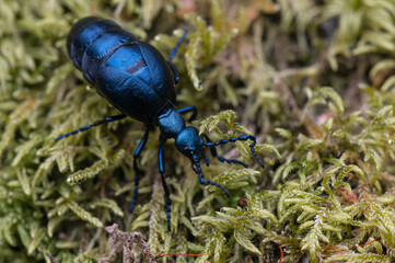 Meloe violaceus - Violet oil beetle - Méloé violet