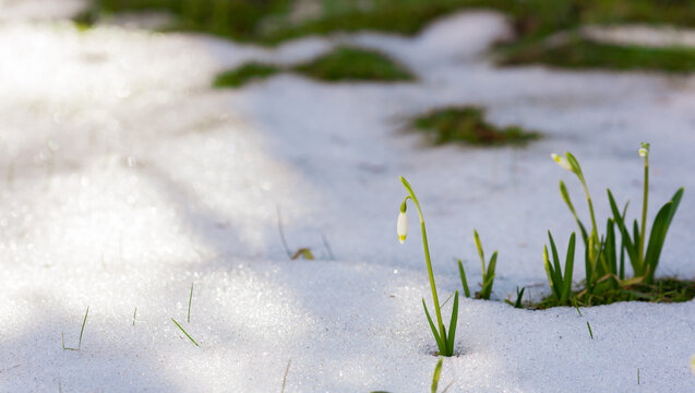 Beautiful snowdrop flowers at early spring. Spring background. A clearing in the forest with a snowdrop on the background of melting snow.