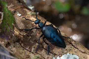 Meloe violaceus - Violet oil beetle - Méloé violet