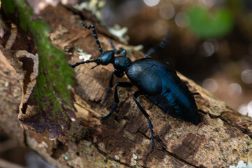 Meloe violaceus - Violet oil beetle - Méloé violet