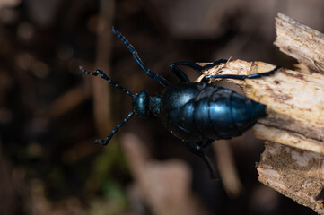 Meloe violaceus - Violet oil beetle - Méloé violet