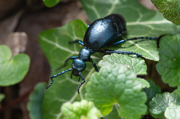 Meloe violaceus - Violet oil beetle - Méloé violet