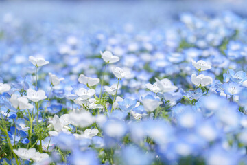 満開のネモフィラの野原　4月