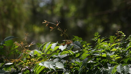 Green leaves with blurry background 