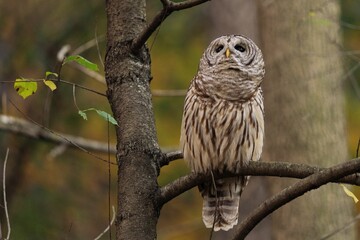 Closeup of a barred owl (Strix varia) perched on a tree branch