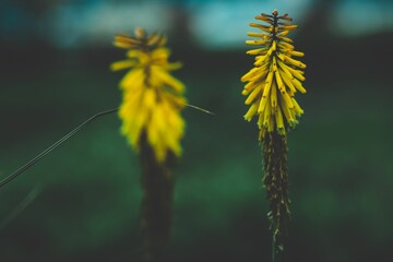 Closeup shot of green hot pokers in a garden with a dark background