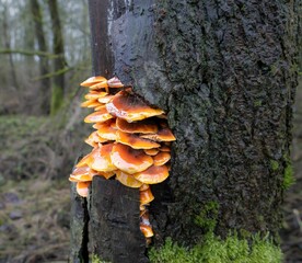 Tiered troop of Velvet Shank (Flammulina velutipes) mushrooms growing on the side of an Alder tree
