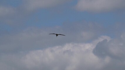 Close-up of a curlew (Numenius) in low level flight on a windy day