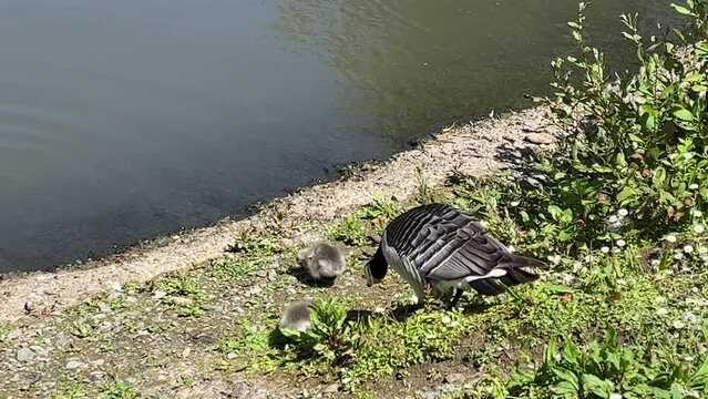 Closeup of a barnacle goose with goslings on a river