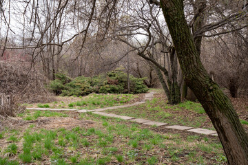 spring in the forest