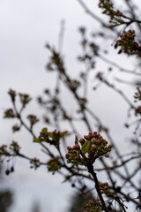 snow covered branches of tree
