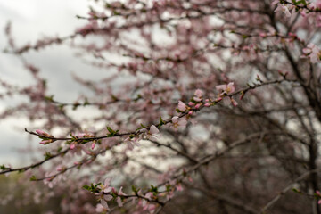 blossom in spring