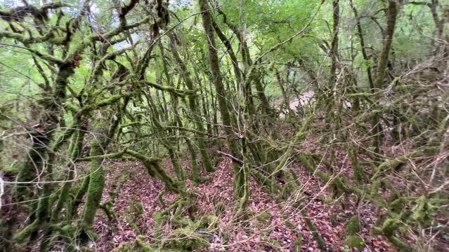 Closeup of a moss and lychen covered woodland