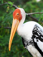 Portrait of a painted stork (Mycteria leucocephala) resting on an acacia tree.