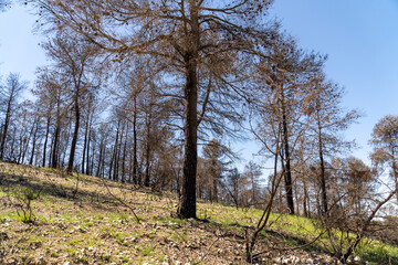 Scorched forest on a sunny day