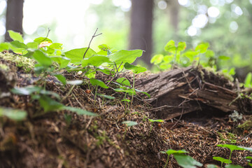 Moss and Seedlings in a Forest